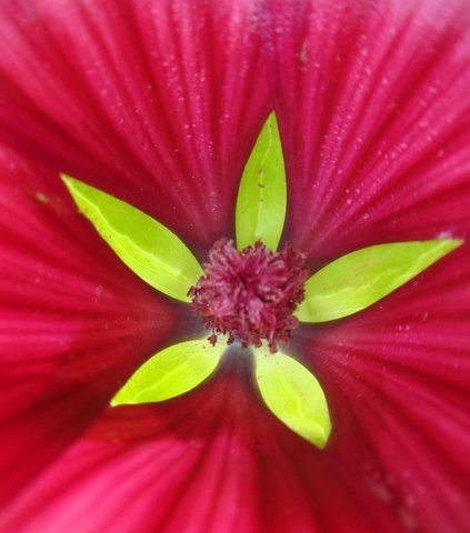 Malope trifida fleur detail
